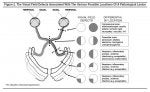 Figure 2. The Visual Field Defects Associated With The Various Possible Locations Of A Pathologi.jpg